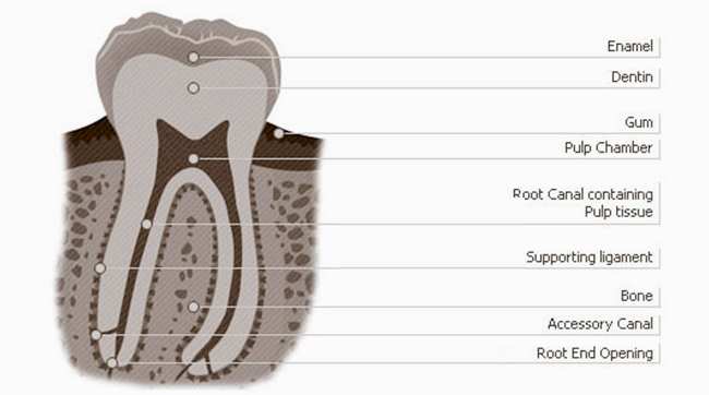 Anatomical diagram of tooth cross-section labeling internal structures including enamel, dentin, and pulp chamber.