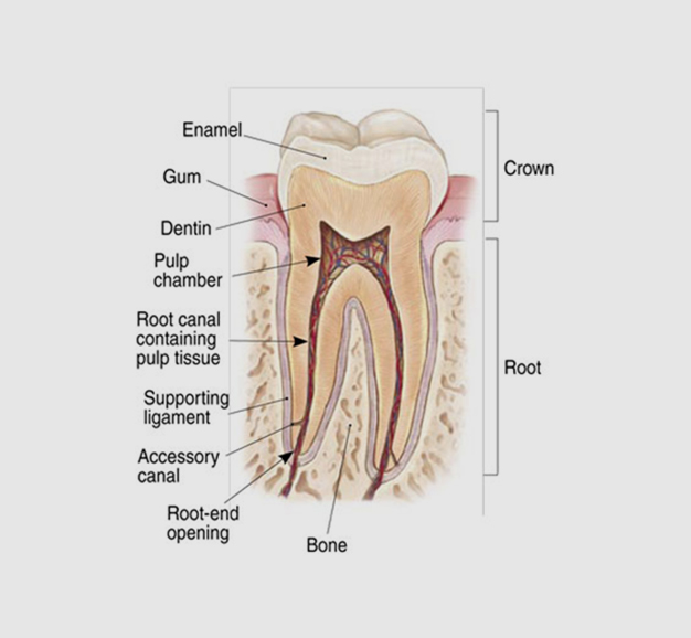 Anatomical cross-section diagram of tooth structure showing crown, root, pulp, and supporting tissues.