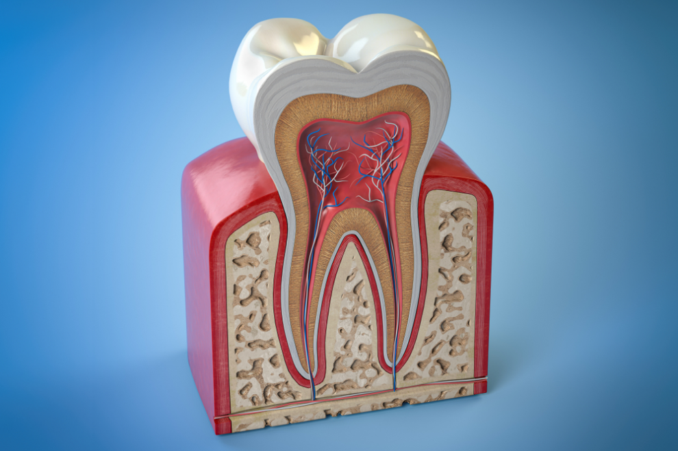 Anatomical tooth model showing internal structure with pulp chamber, roots, and surrounding bone tissue against blue background.